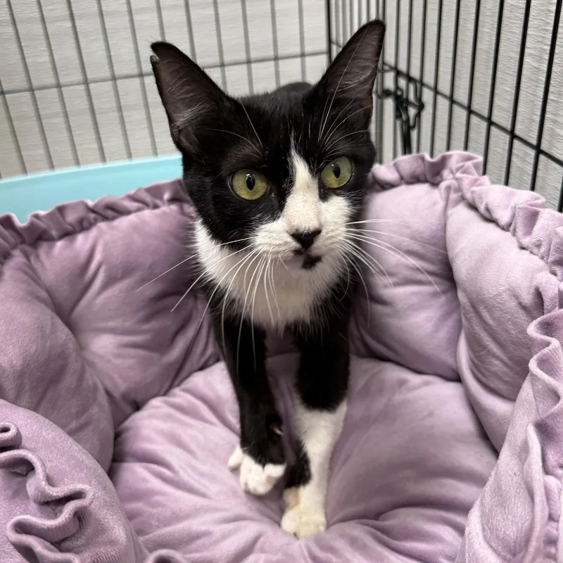 A young small-sized female Black & White / Tuxedo Domestic Short Hair cat named Pandora for adoption in Charlotte, NC