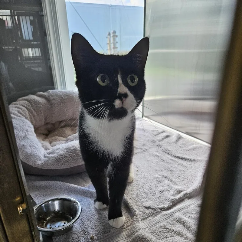 An adult medium-sized male Black Domestic Medium Hair cat named Mooch for adoption in Ridgely, MD