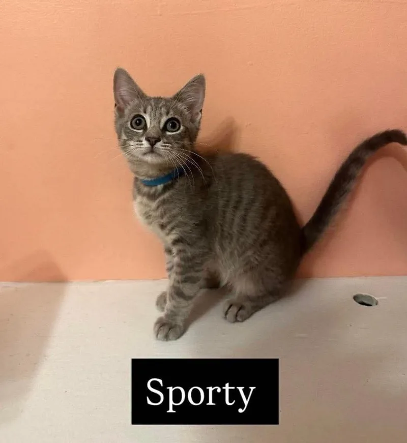 A baby small-sized female Domestic Short Hair cat named Sporty Spice for adoption in Gorham, ME