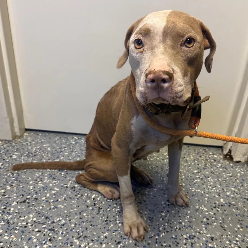 An adult medium-sized female Brown / Chocolate Pit Bull Terrier dog named Hannah for adoption in Tuscaloosa, AL