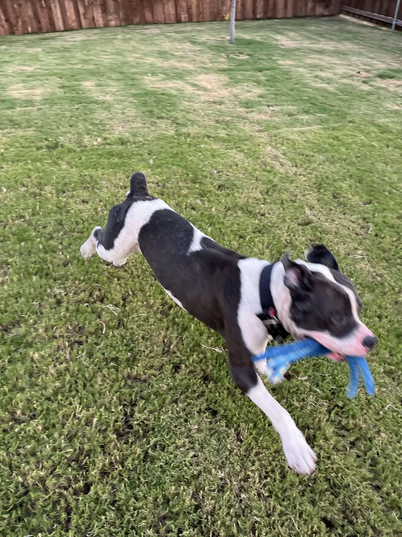 An adult large-sized male Pit Bull Terrier dog named Buddy . for adoption in Arlee, MT