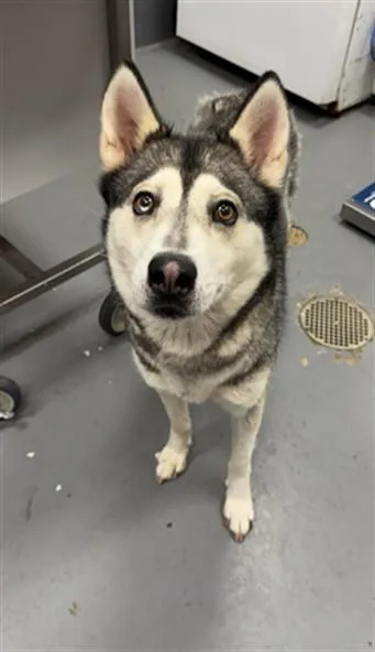 An adult medium-sized female Siberian Husky dog named River Rock for adoption in Peoria, IL