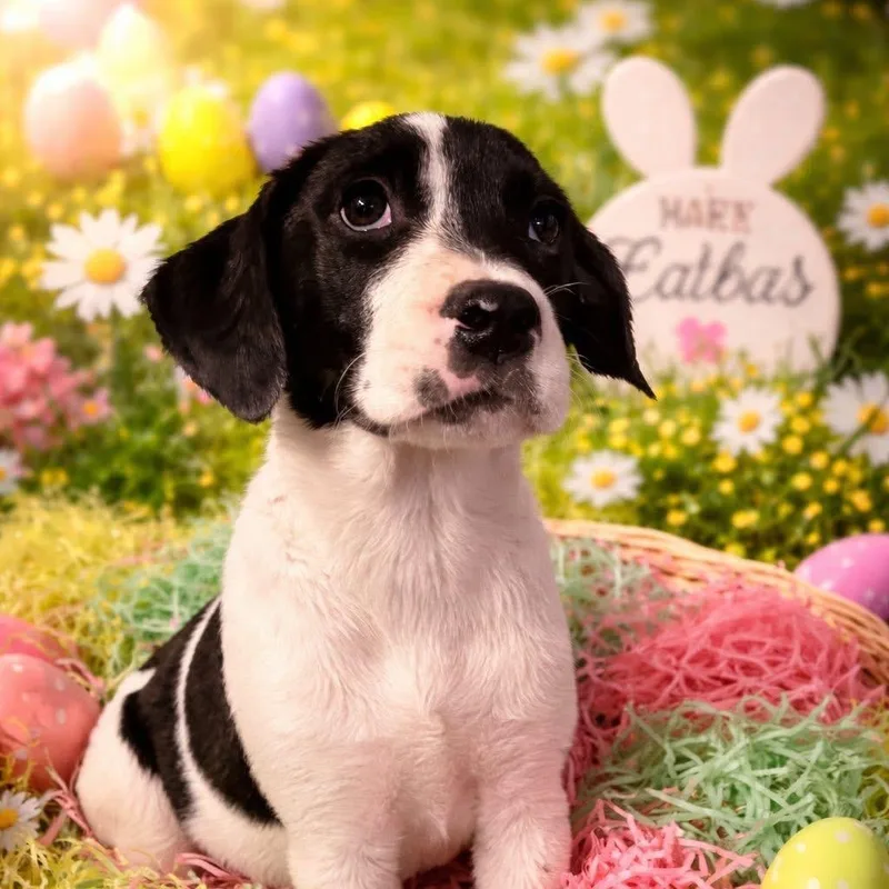 A baby medium-sized female Black Mixed Breed dog named Meredith Grey for adoption in Fredericksburg, VA