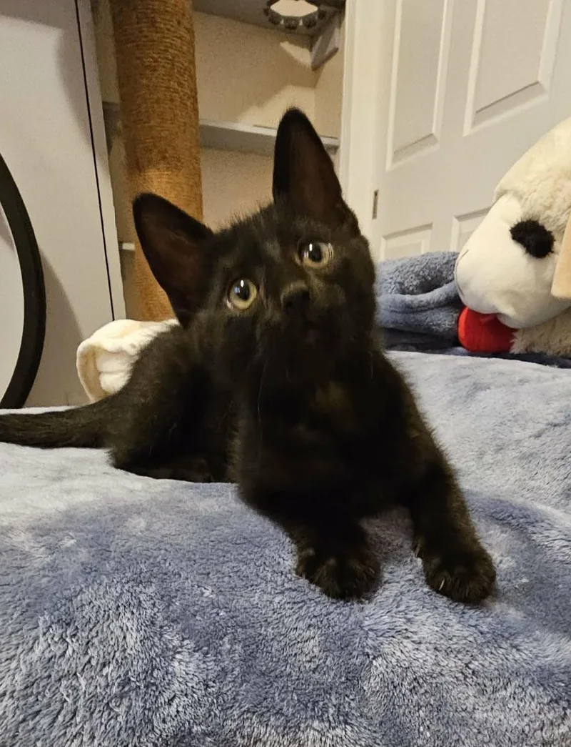 A baby medium-sized female Black Domestic Short Hair cat named Coco for adoption in Warr Acres, OK