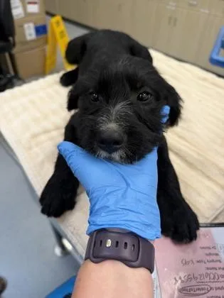 A baby medium-sized female Standard Poodle dog named Potato Salad for adoption in Sacramento, CA