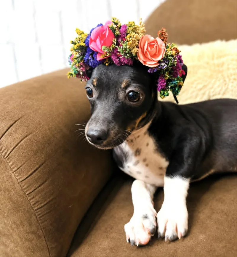 A baby small-sized female Rat Terrier dog named Perla for adoption in Allen, TX
