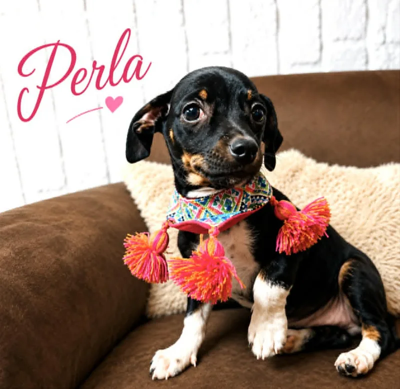 Perla thumbnail 2