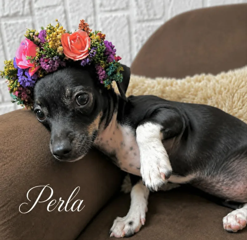Perla thumbnail 6