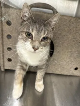 An adult medium-sized female Domestic Short Hair cat named Party for adoption in Lafayette, IN