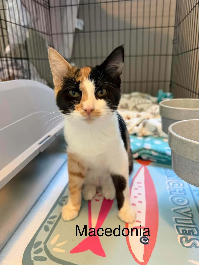 A baby medium-sized female Calico cat named Macedonia for adoption in Omaha, NE