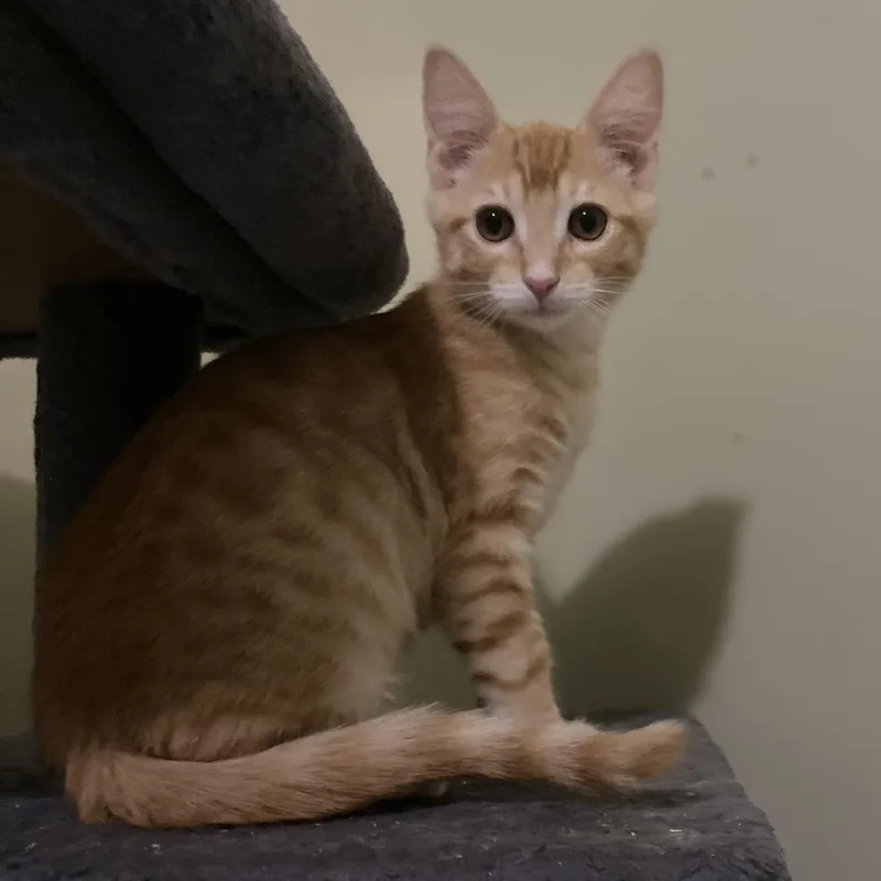 A baby medium-sized male Orange / Red Domestic Short Hair cat named Cooper for adoption in Pendleton, OR