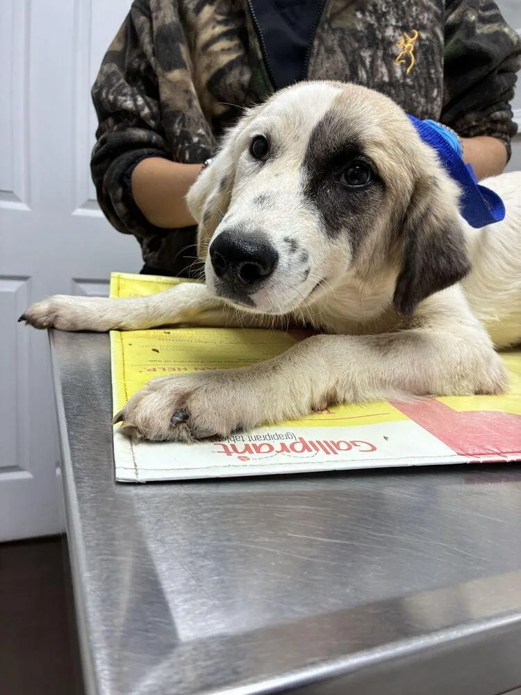 A baby medium-sized female Great Pyrenees dog named Birch for adoption in Marietta, GA