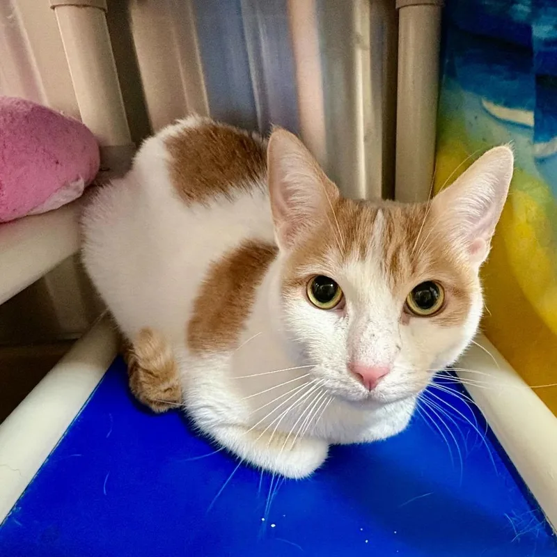 An adult large-sized male Orange / Red Domestic Short Hair cat named Mango for adoption in Riverside, CA