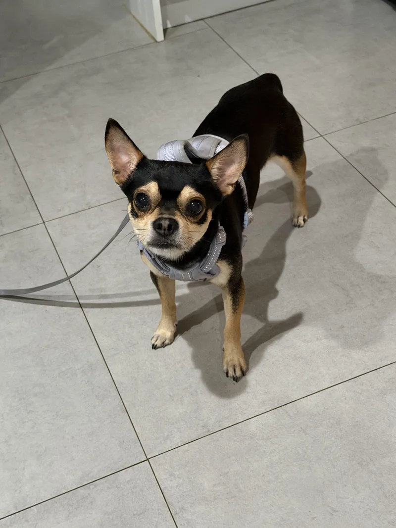 A baby small-sized male Chihuahua dog named Rocky for adoption in Plantation, FL