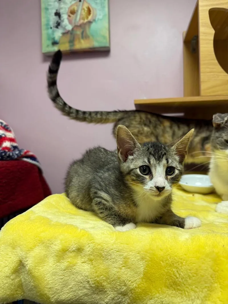 A young small-sized female Tabby (Buff / Tan / Fawn) Domestic Short Hair cat named Lainey for adoption in Freeport, NY