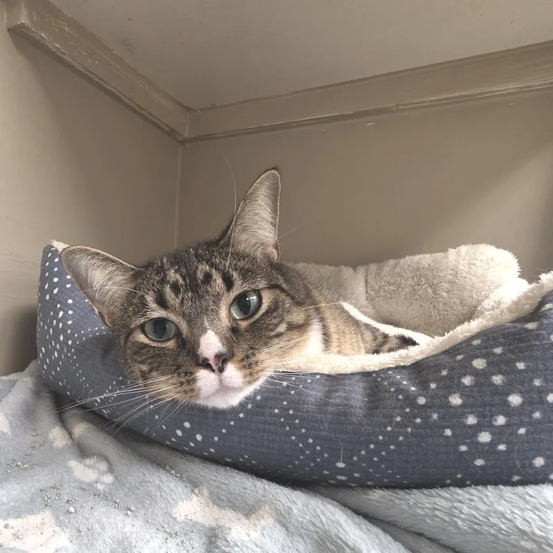 An adult small-sized male Brown / Chocolate Domestic Short Hair cat named Kush for adoption in Sioux Falls, SD