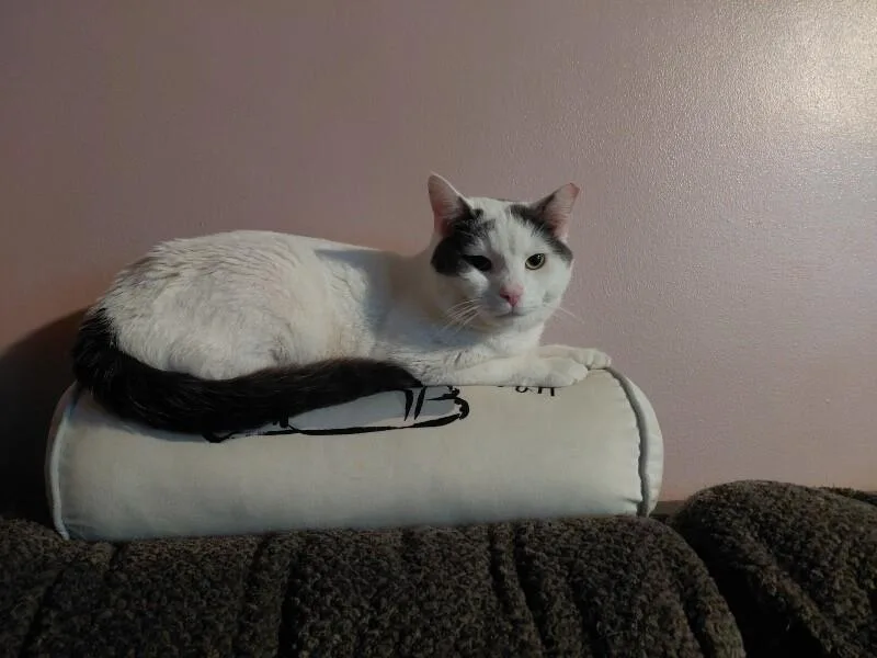 An adult medium-sized male Gray & White Domestic Short Hair cat named Charlie for adoption in Colmar, PA