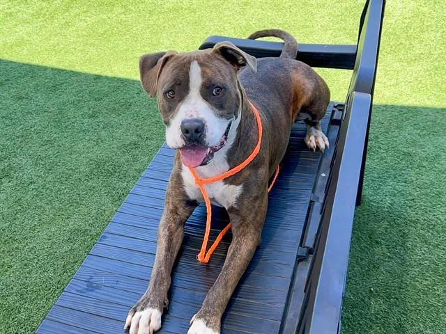 An adult large-sized male Pit Bull Terrier dog named Dunk for adoption in Tustin, CA
