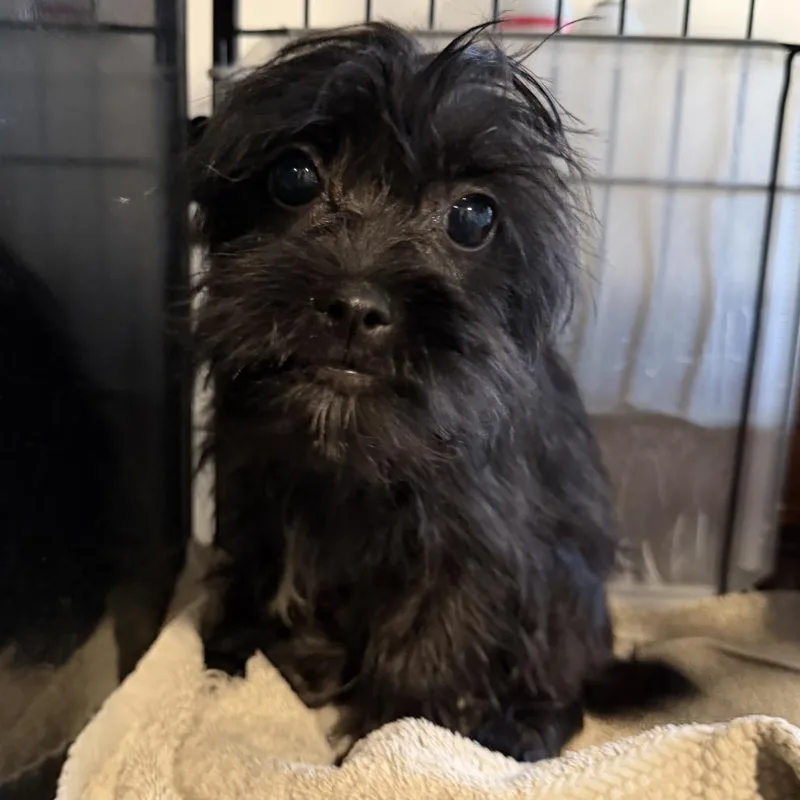 A baby small-sized female Black Terrier dog named Doxie for adoption in Montgomery, TX
