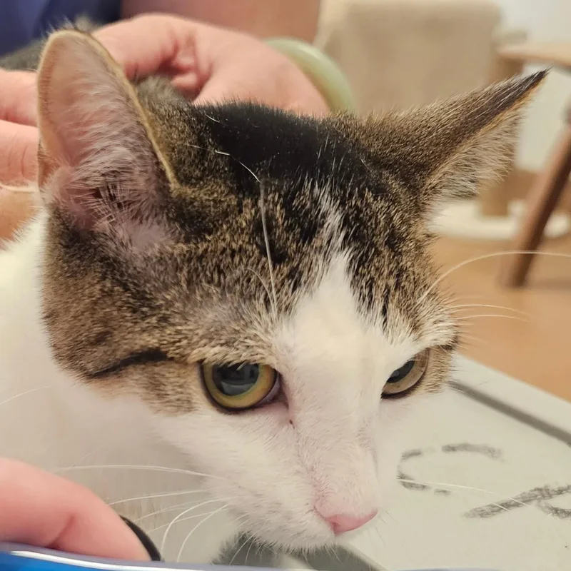 A baby medium-sized female Tabby (Brown / Chocolate) Domestic Short Hair cat named Chick Pea for adoption in Norwalk, CT