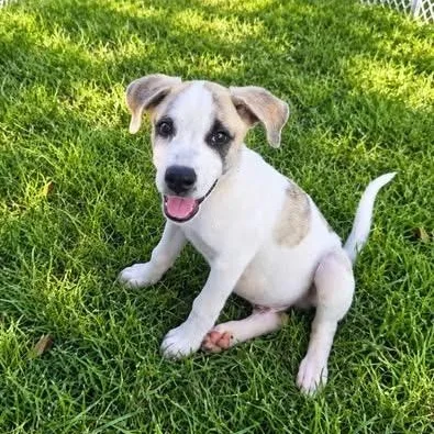 A baby medium-sized male White / Cream Mixed Breed dog named Thumper for adoption in Brewton, AL