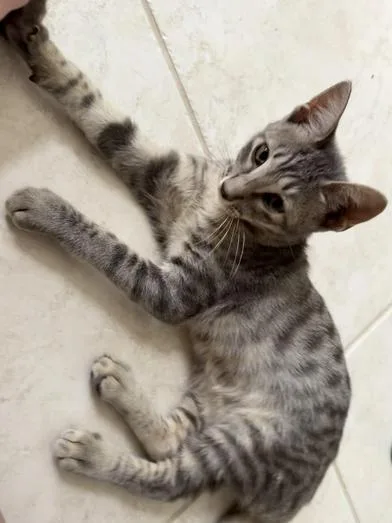 A baby medium-sized male Tabby (Gray / Blue / Silver) Domestic Short Hair cat named Gandalf for adoption in Liverpool, TX