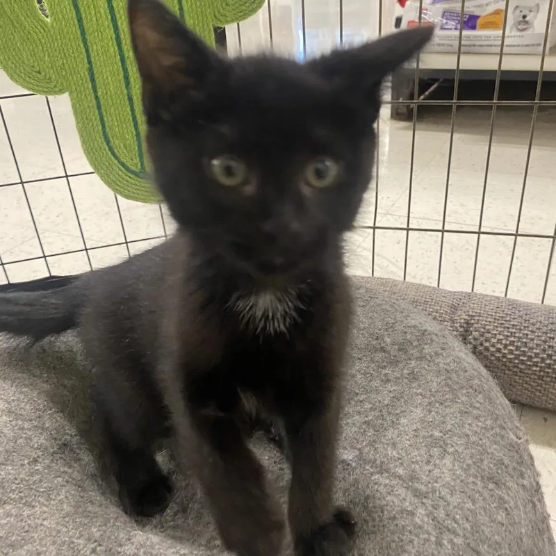 A baby small-sized male Black Domestic Short Hair cat named Harry for adoption in Wilmington, DE
