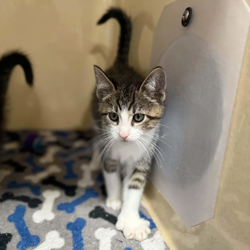 A baby medium-sized male Tabby (Brown / Chocolate) Domestic Short Hair cat named Spree for adoption in Penn Yan, NY