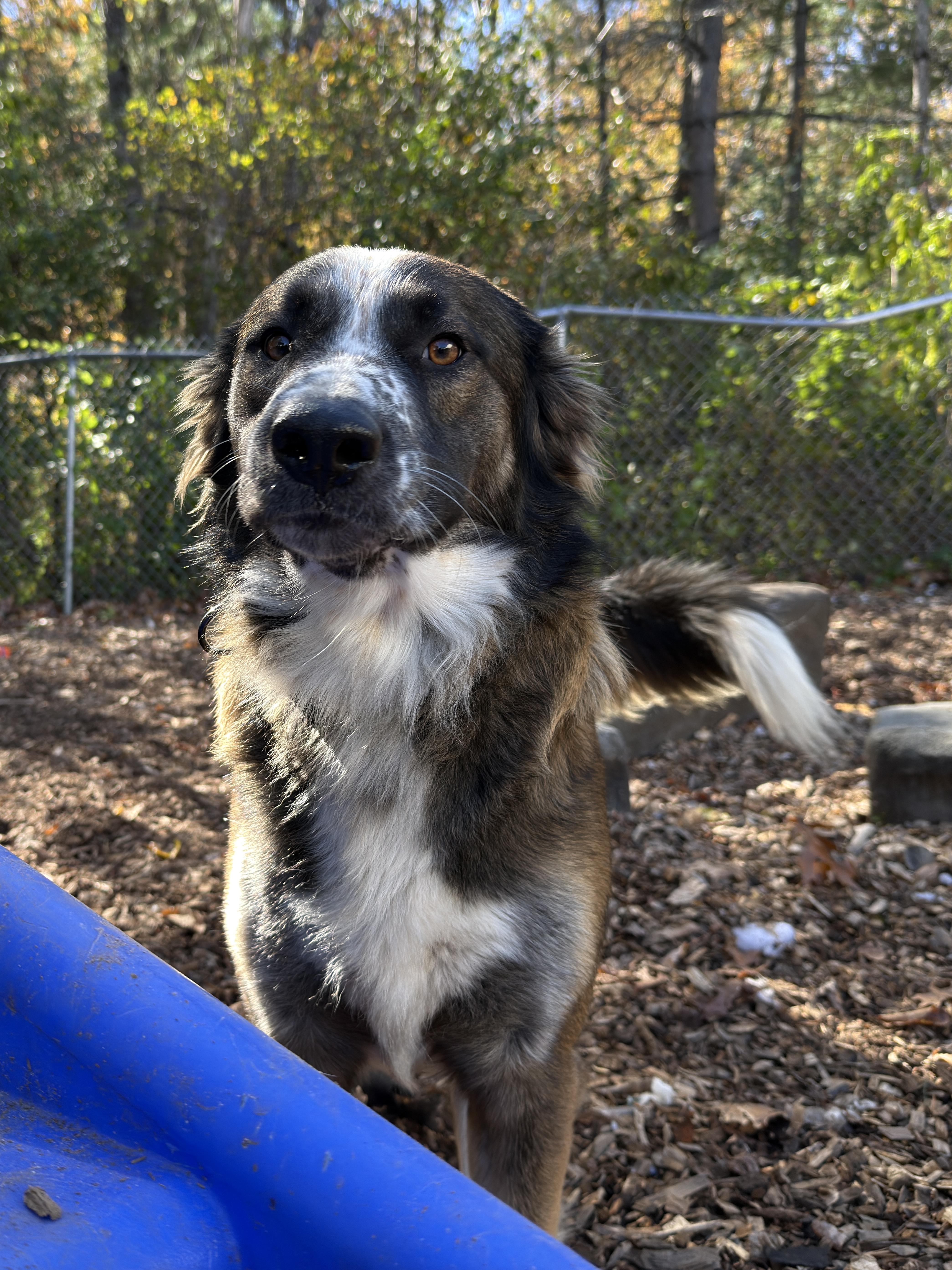 An adult large-sized male Anatolian Shepherd dog named Max for adoption in Sudbury, MA