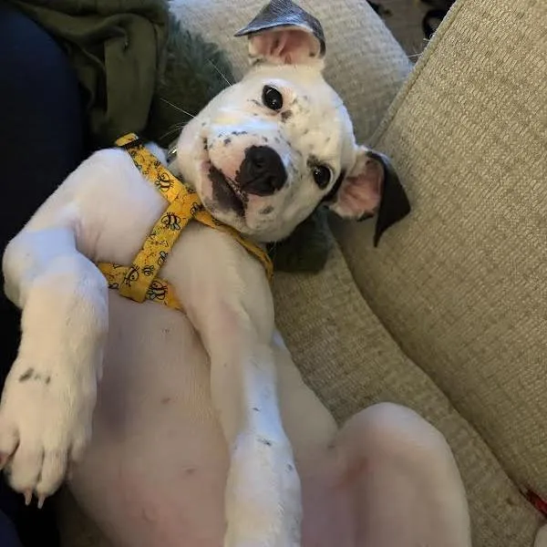 Jack Frost D thumbnail 2