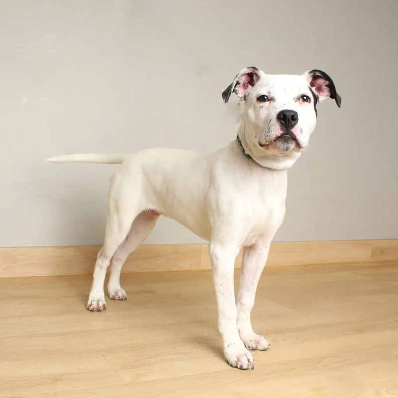 Jack Frost D thumbnail 3