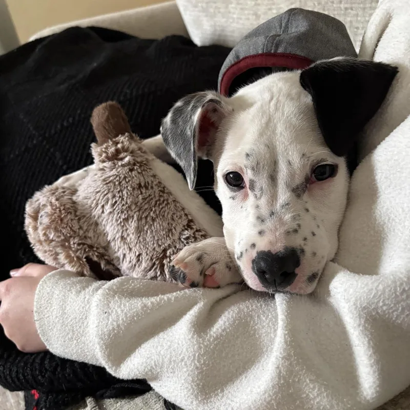 Jack Frost D thumbnail 4