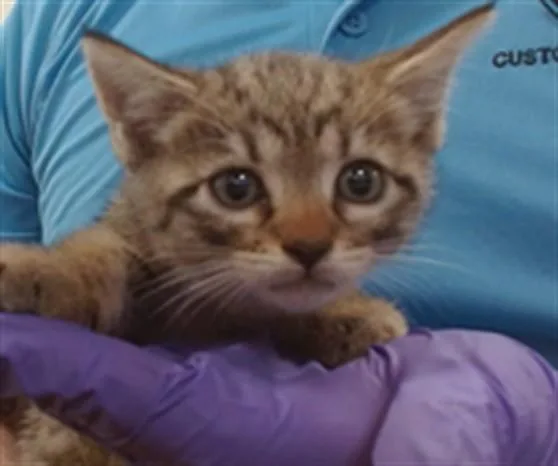 A baby small-sized male Domestic Short Hair cat named Sushi for adoption in Miami, FL