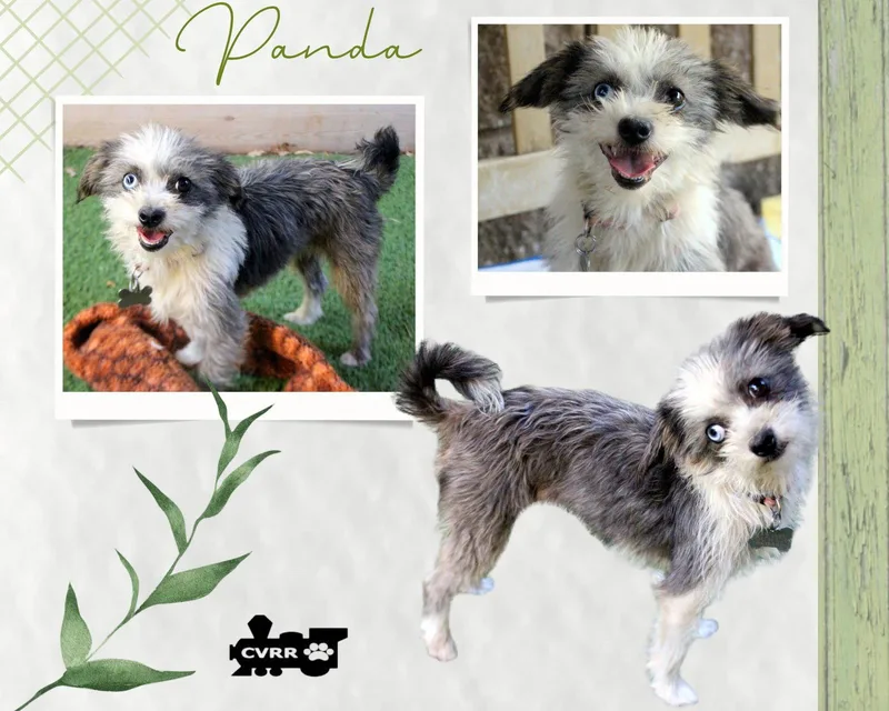 An adult small-sized female Terrier dog named Panda for adoption in LINDSAY, CA