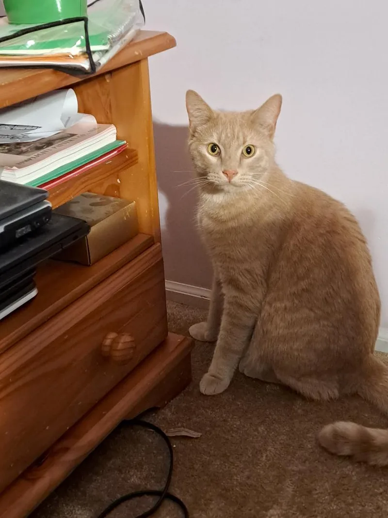 Mango Sun. Bonded Brother thumbnail 2