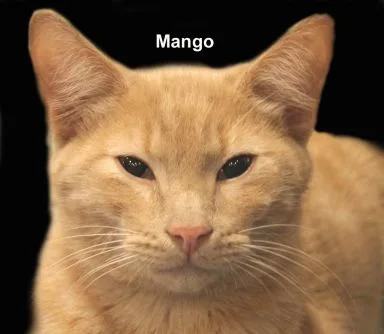Mango Sun. Bonded Brother thumbnail 4