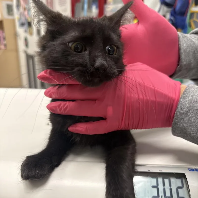 A baby small-sized female Black Domestic Long Hair cat named Ember for adoption in Henderson, NV
