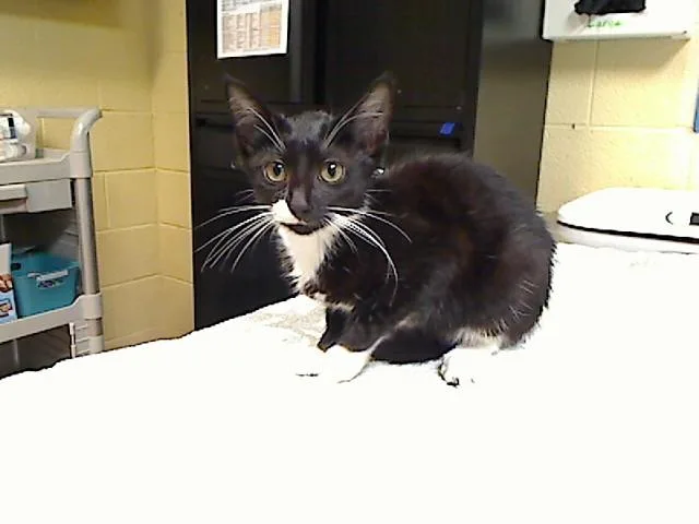 A baby medium-sized female Domestic Short Hair cat named Meepa for adoption in Cookeville, TN