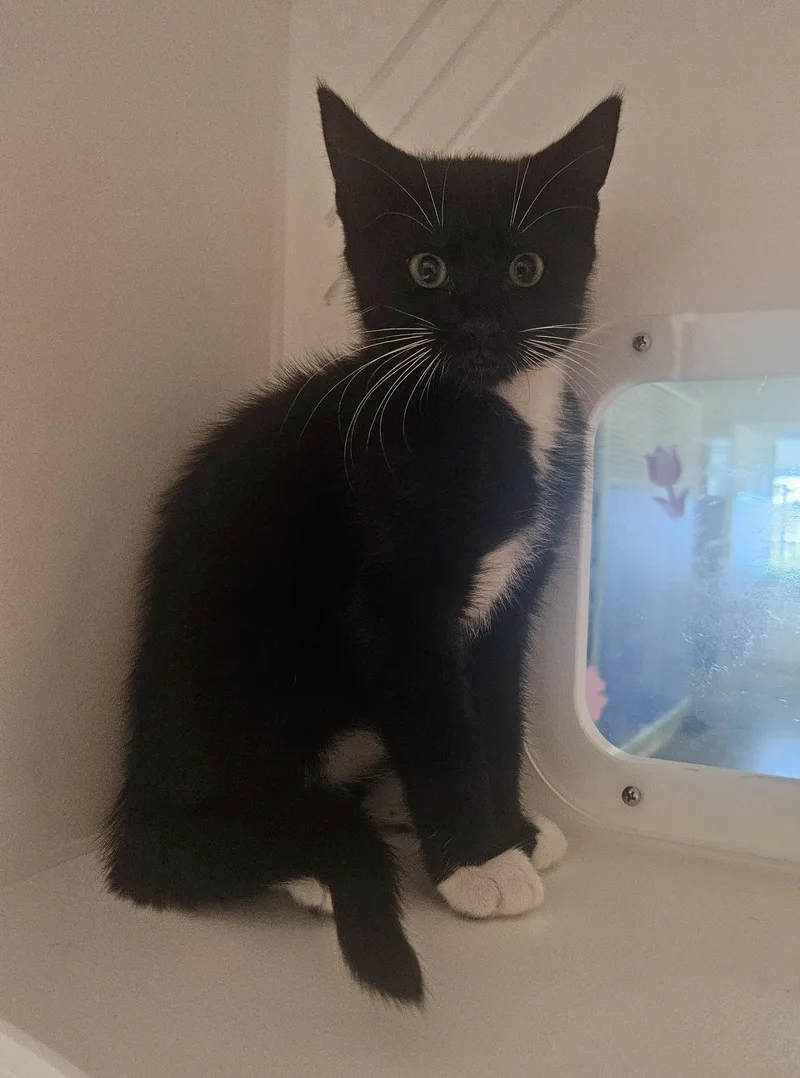 A baby medium-sized male Black & White / Tuxedo Domestic Short Hair cat named Kawai for adoption in Fall River, MA