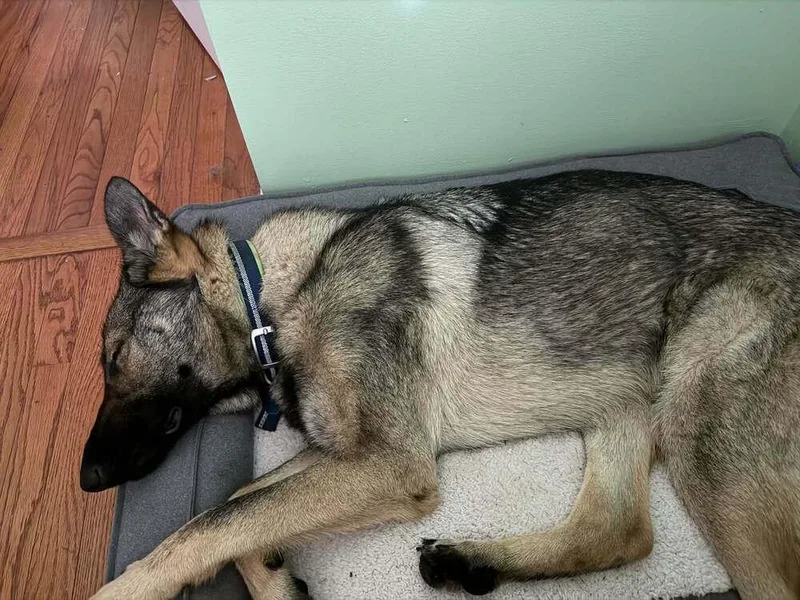An adult large-sized female Brown / Chocolate German Shepherd Dog dog named Bourbon for adoption in Aurora, IN