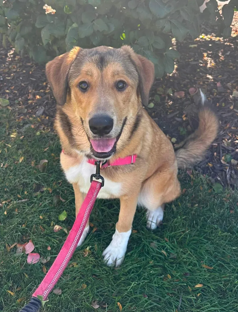 A young medium-sized female Mixed Breed dog named Pepper Home Visit in for adoption in Hartland, WI