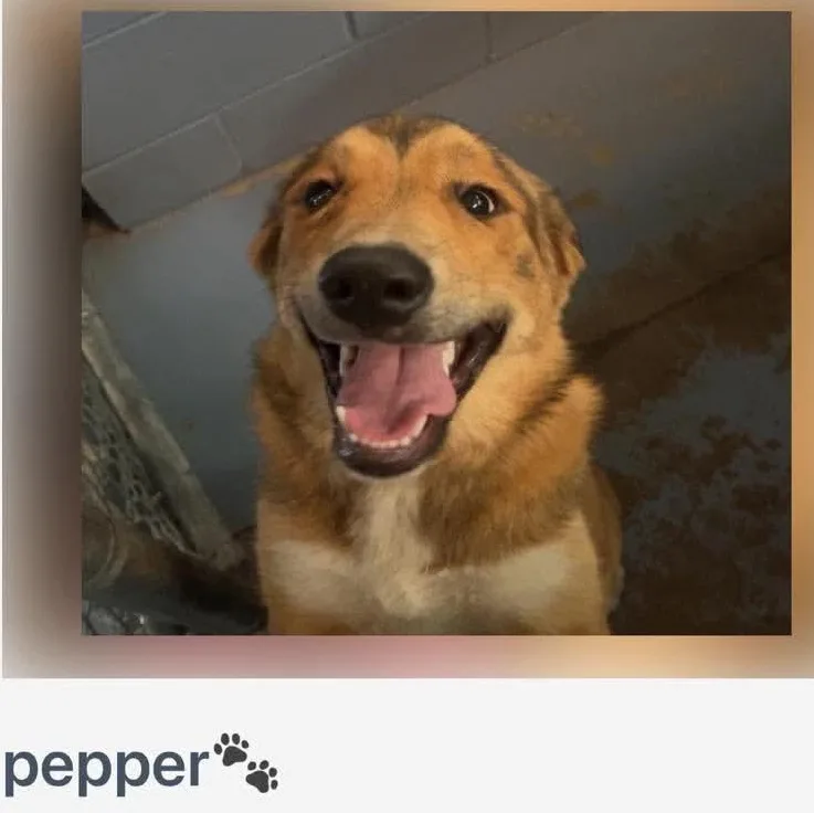 Pepper Home Visit in thumbnail 2