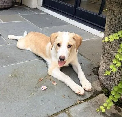 A baby medium-sized male Labrador Retriever dog named Hugo Gohan for adoption in Alpharetta, GA