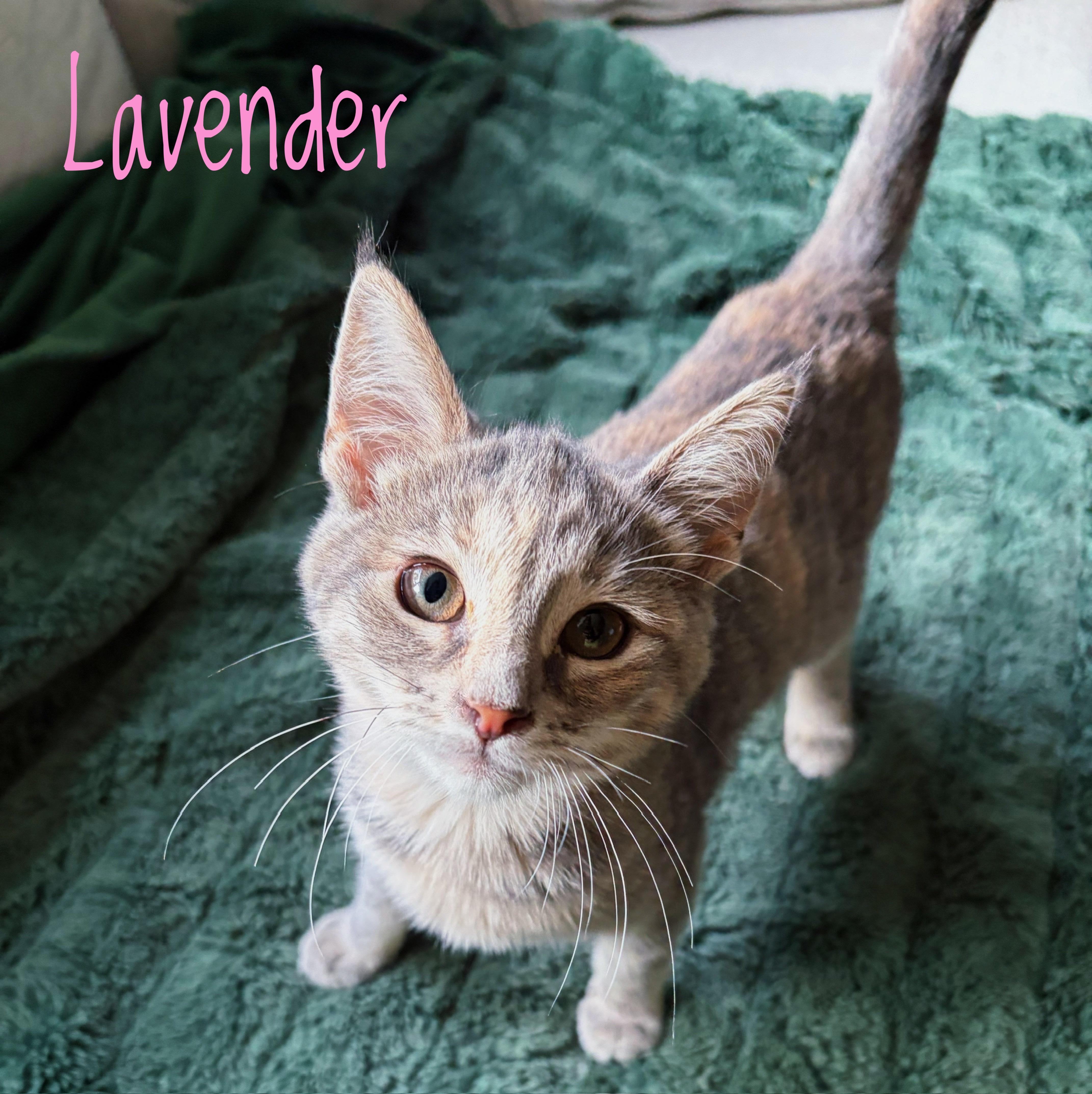 A baby medium-sized female Dilute Tortoiseshell Domestic Short Hair cat named Lavender for adoption in Bethel, OH