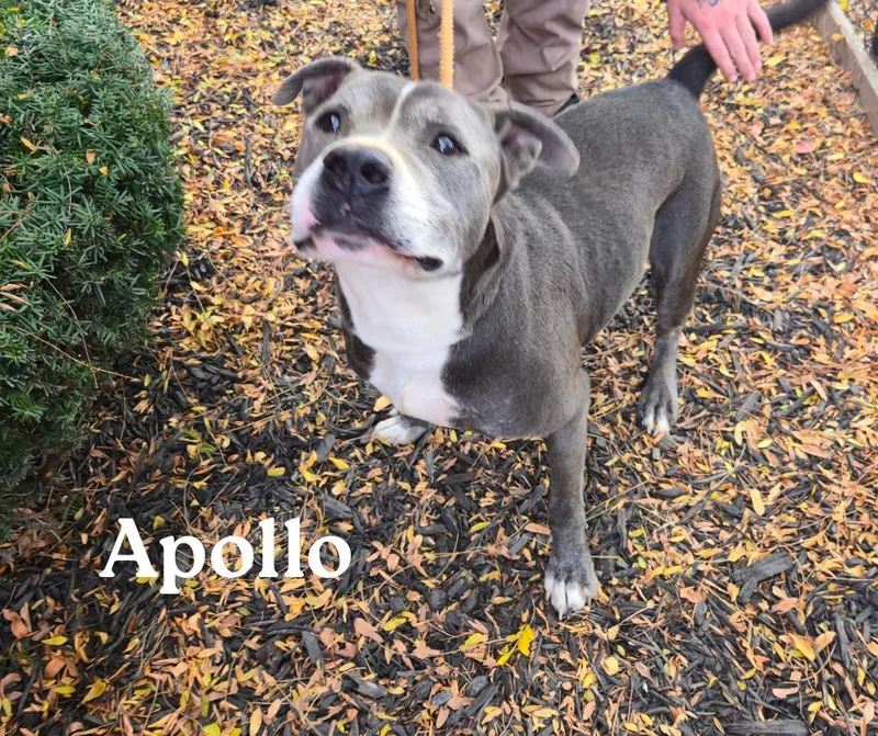 An adult large-sized male Gray / Blue / Silver Pit Bull Terrier dog named Apollo for adoption in Marion, IN