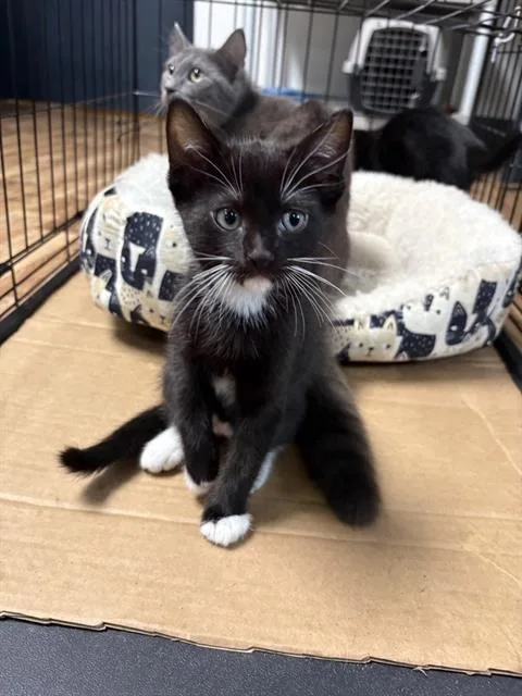 A baby small-sized male Domestic Medium Hair cat named Purrgkamp for adoption in Sugar Land, TX