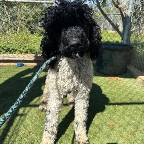 A young large-sized female White / Cream Standard Poodle dog named Chanel for adoption in Agua Dulce, CA