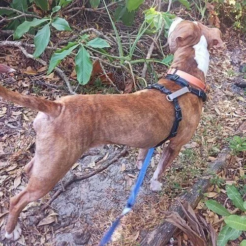 A young large-sized male Yellow / Tan / Blond / Fawn Pit Bull Terrier dog named King for adoption in Tampa, FL