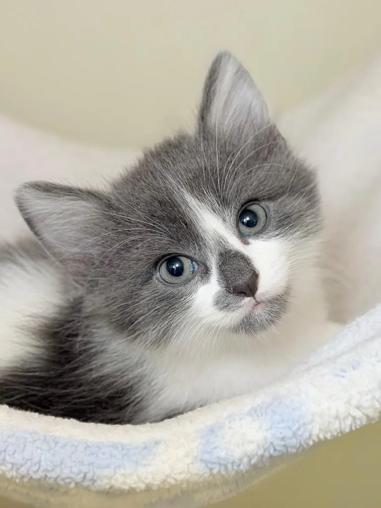 A baby medium-sized male Domestic Medium Hair cat named Forrest Gump for adoption in Menomonie, WI