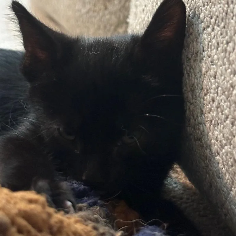 A baby small-sized female Domestic Short Hair cat named Katniss for adoption in Huntington, WV